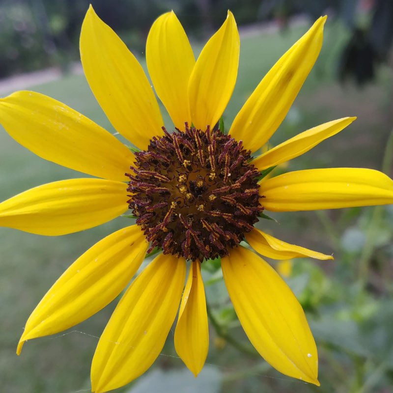 🌸🌸  S R 🌸🌸 profile