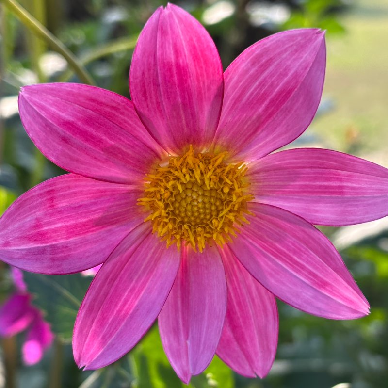🌸🌸  S R 🌸🌸