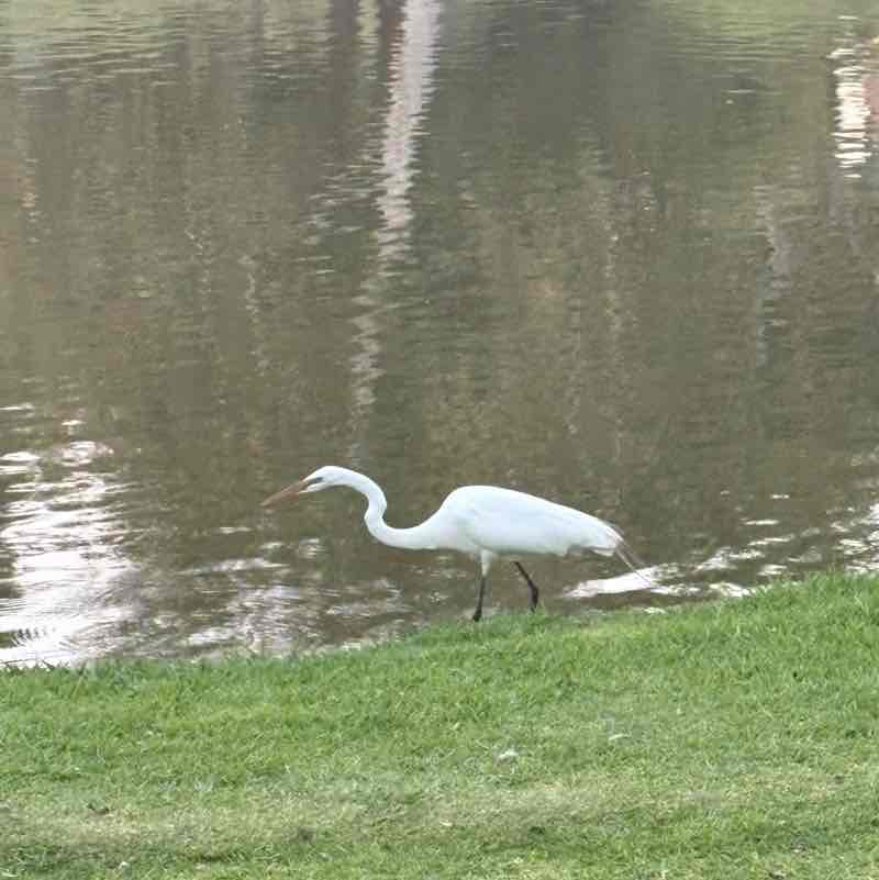 G. de la Torre 🇲🇽🐈⚽️🚲🏃🏽‍♂️ post 1