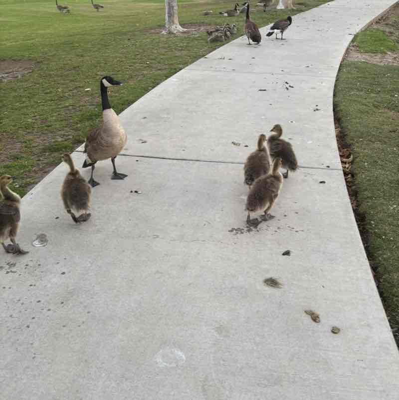 G. de la Torre 🇲🇽🐈⚽️🚲🏃🏽‍♂️ post 2