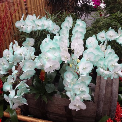 中興林場 余 post image