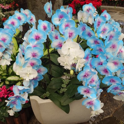 中興林場 余 post image