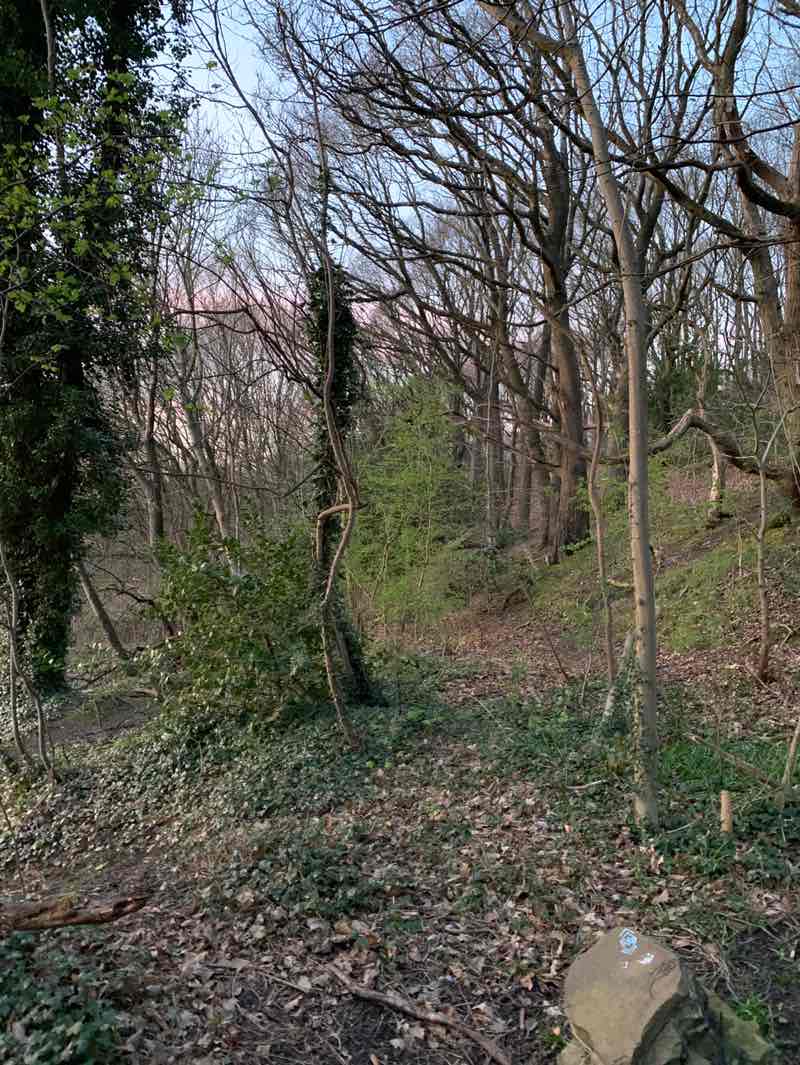 walking near me in Wellholme Park in spring