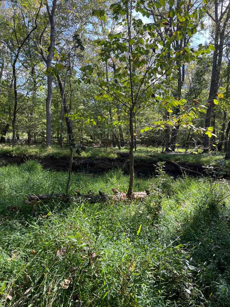 walking near me in Drake Drive Neighborhood Conservation Area in autumn