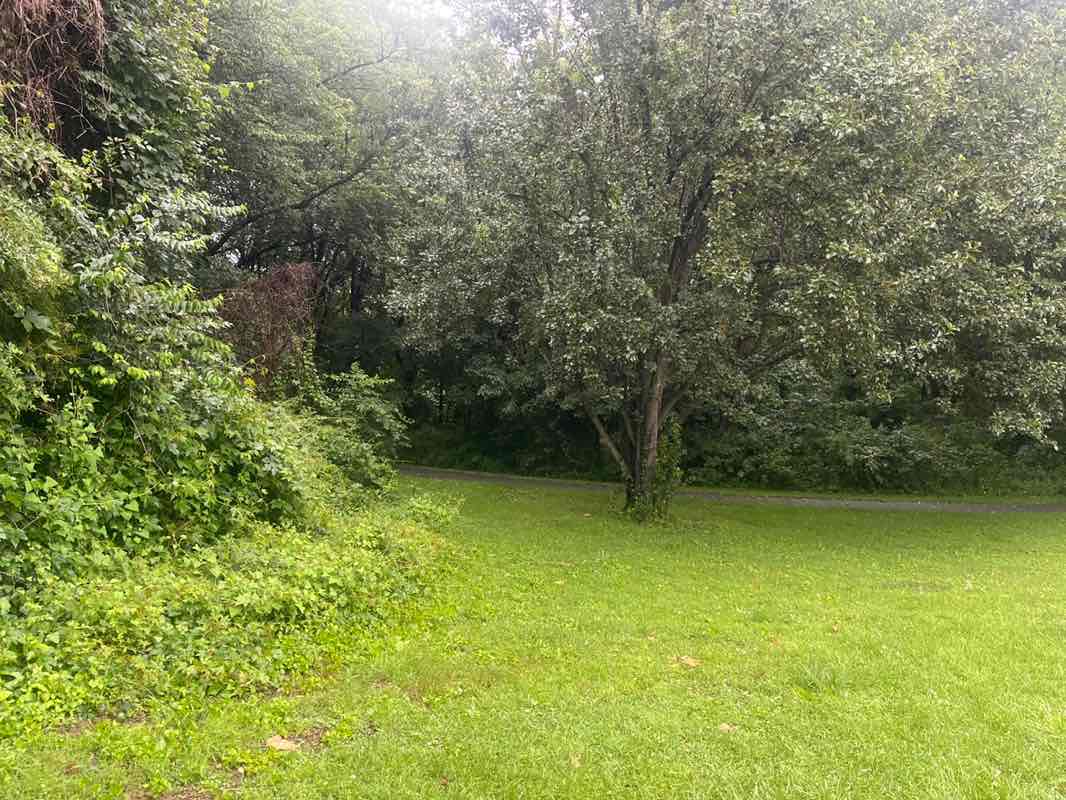 walking near me in Martin Luther King Jr. Recreational Park in summer