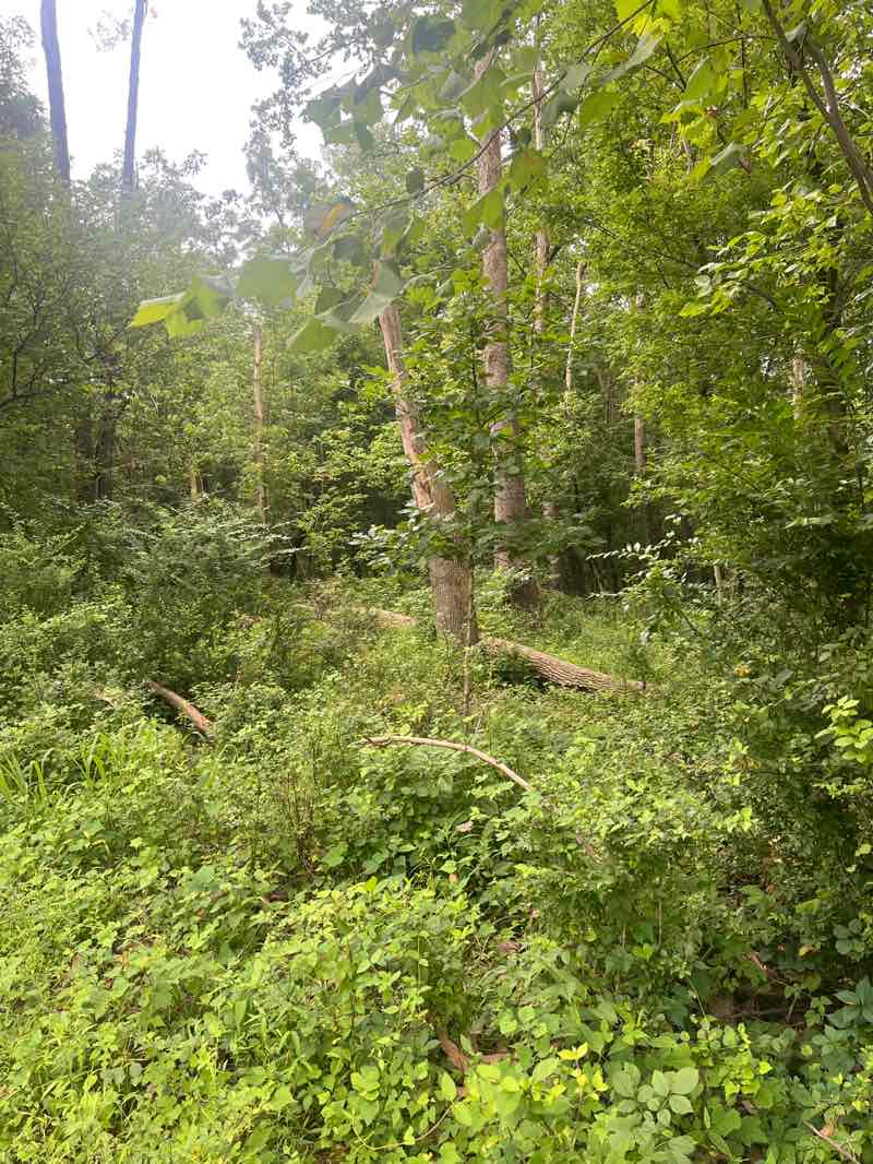 walking near me in Rock Creek Stream Valley Park in summer