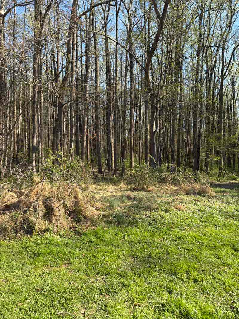 walking near me in Upper Paint Branch Stream Valley Park in spring
