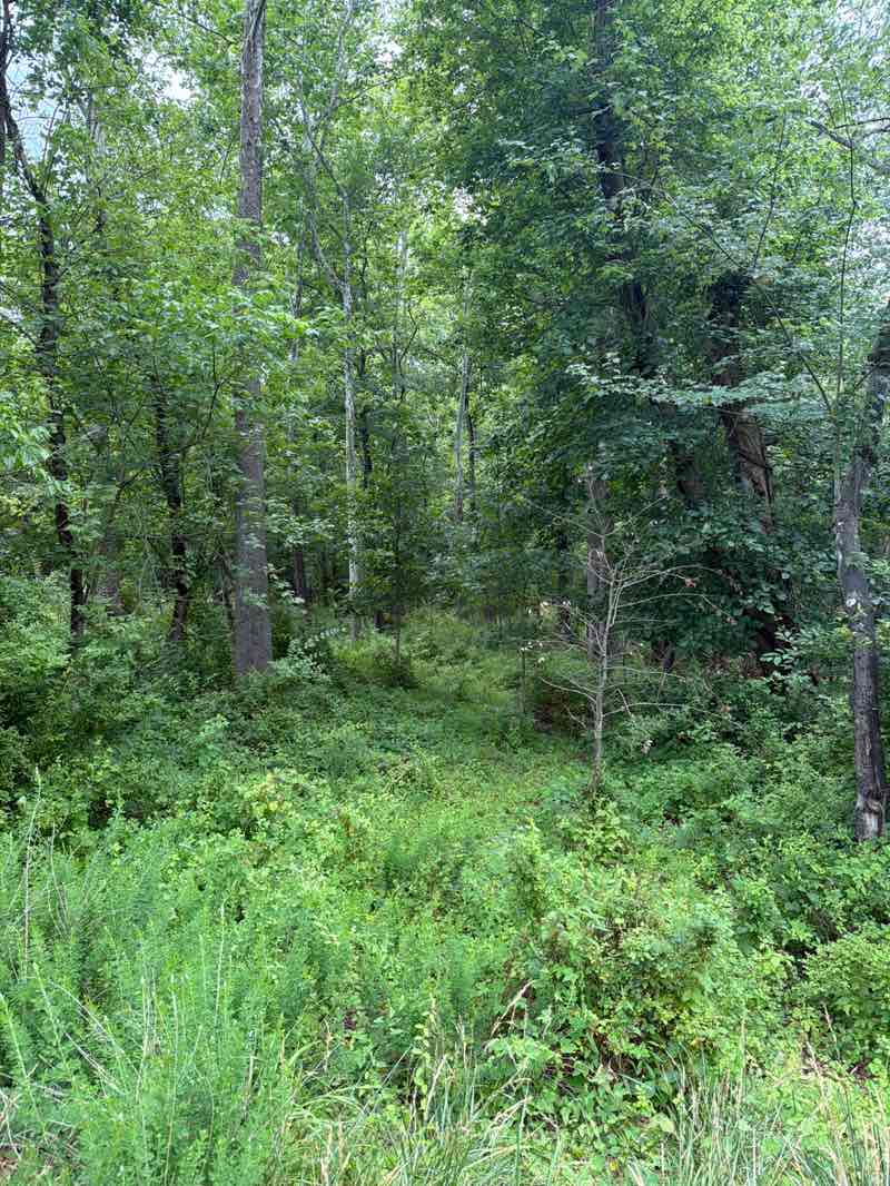 walking near me in Rock Creek Stream Valley Park in summer