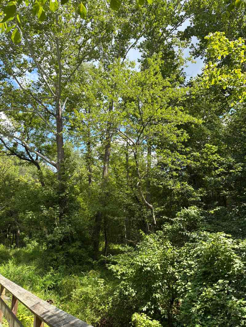 walking near me in Rock Creek Stream Valley Park in summer
