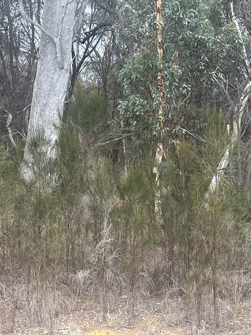 walking near me in Unnamed WA15061 Nature Reserve in autumn