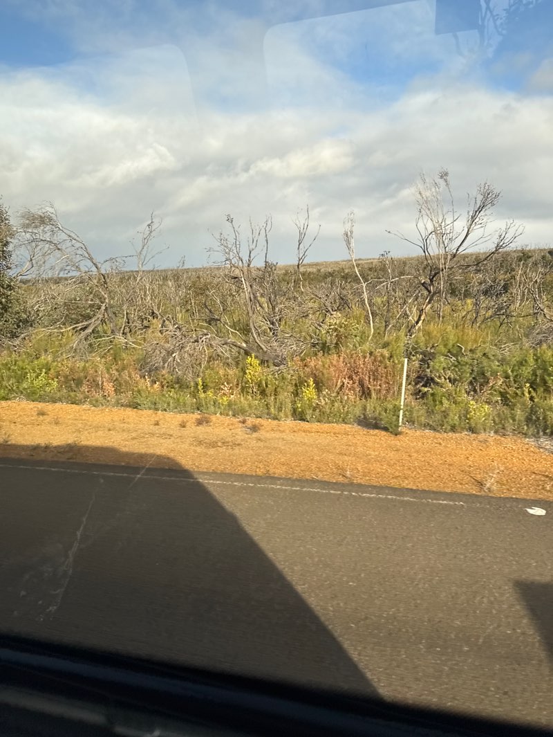 walking near me in Kelly Hill Conservation Park in spring
