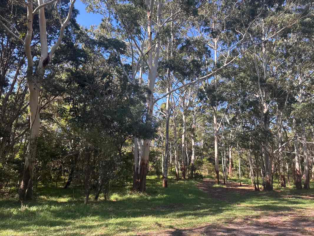 walking near me in Centennial Park in summer