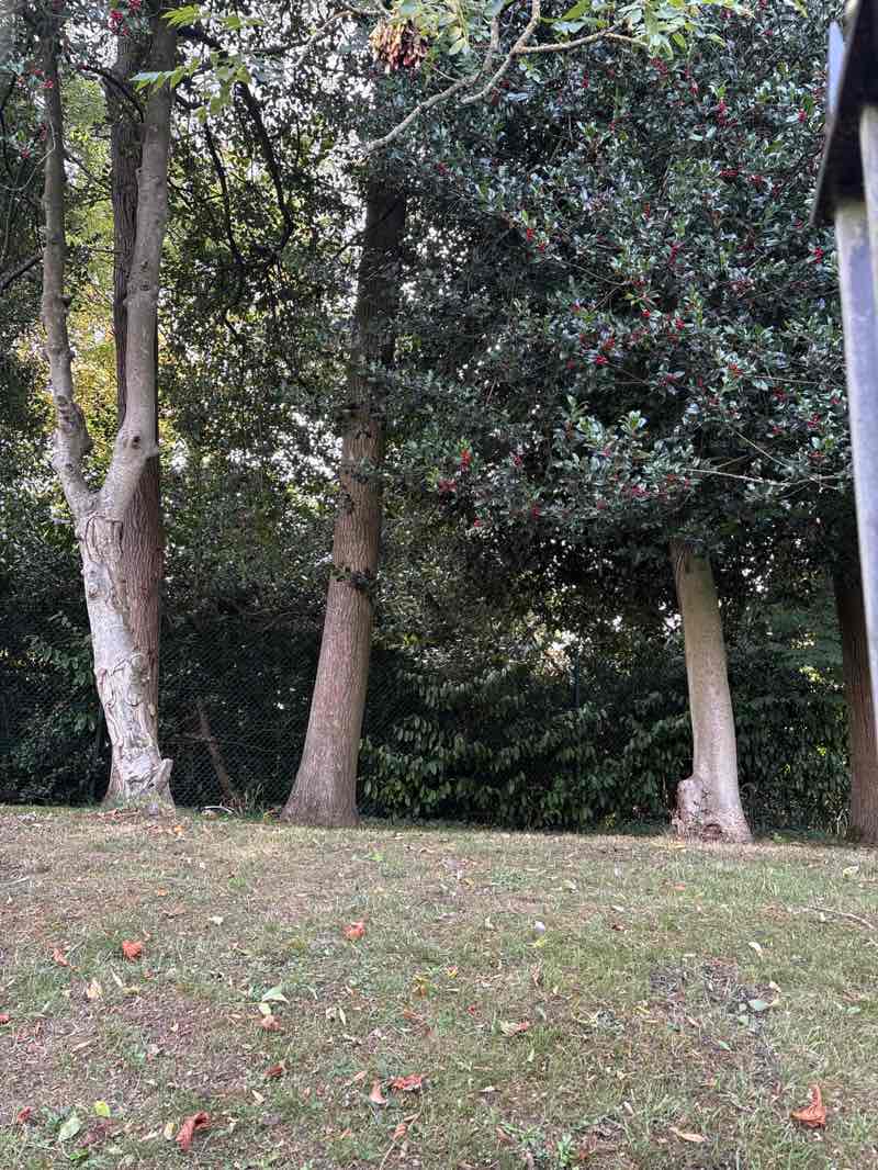 walking near me in Stanborough Park in autumn
