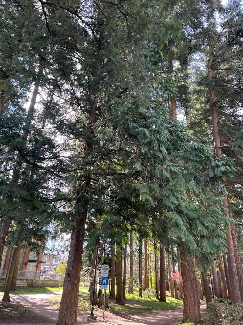 walking near me in Bryant Park in spring