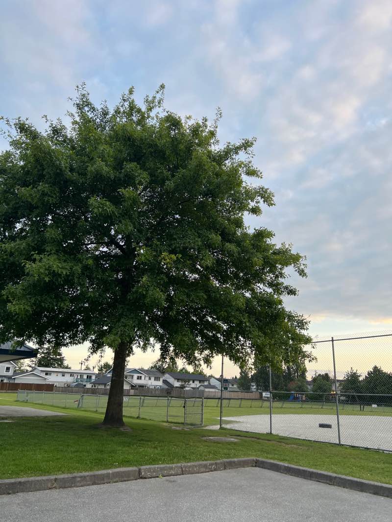 walking near me in Bell Park in summer