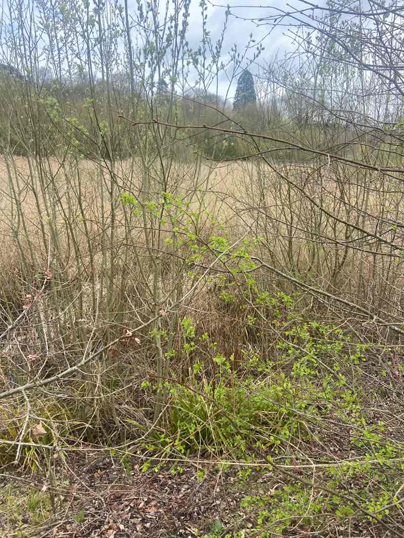 walking near me in Southern Country Park in spring