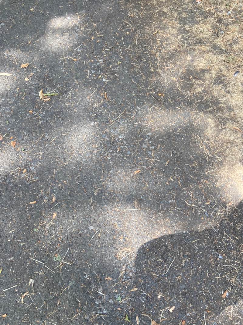 walking near me in The Firs in summer