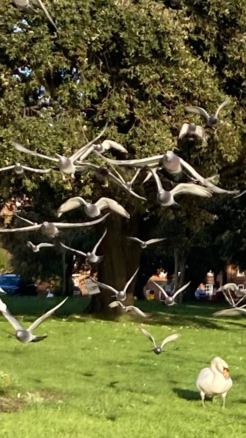 walking near me in Wimbledon Park in autumn