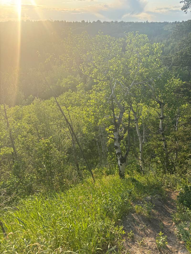walking near me in Fish Creek Provincial Park in summer