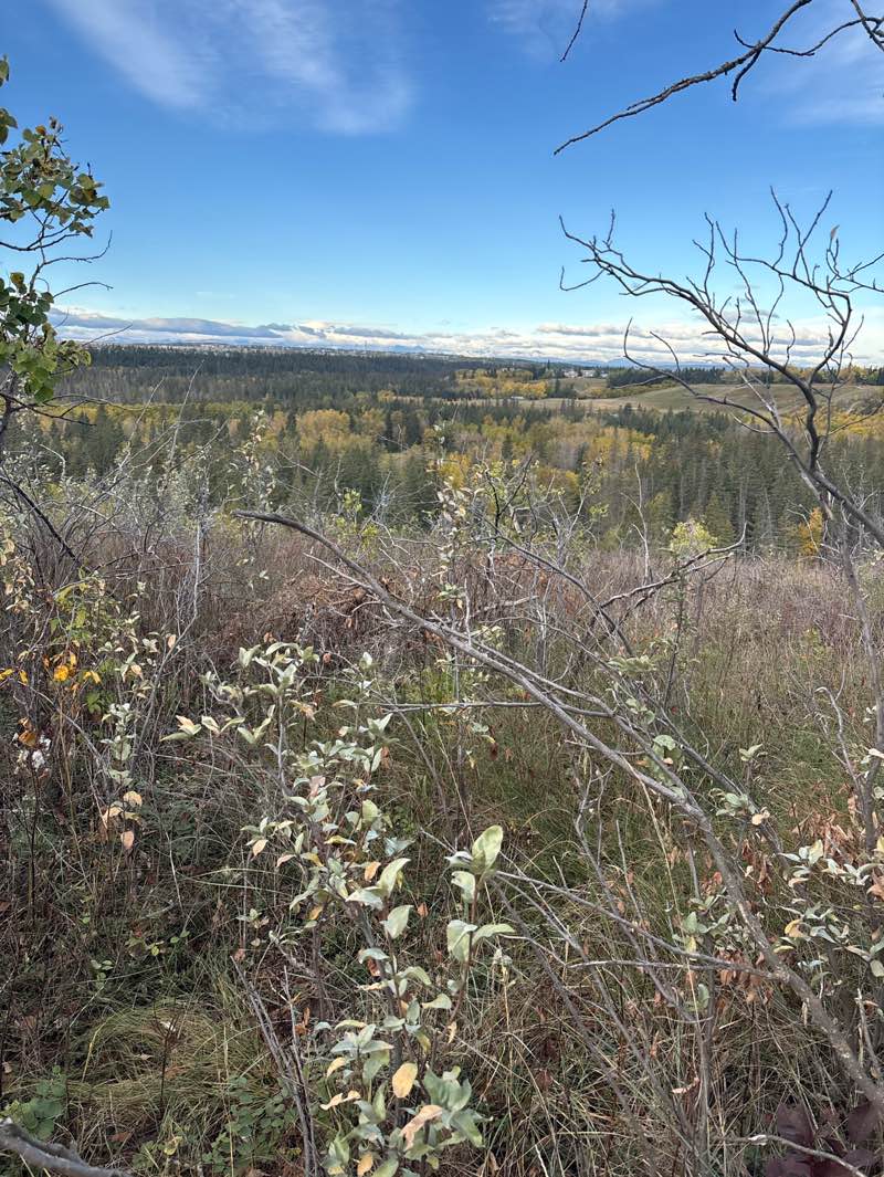 walking near me in Fish Creek Provincial Park in autumn