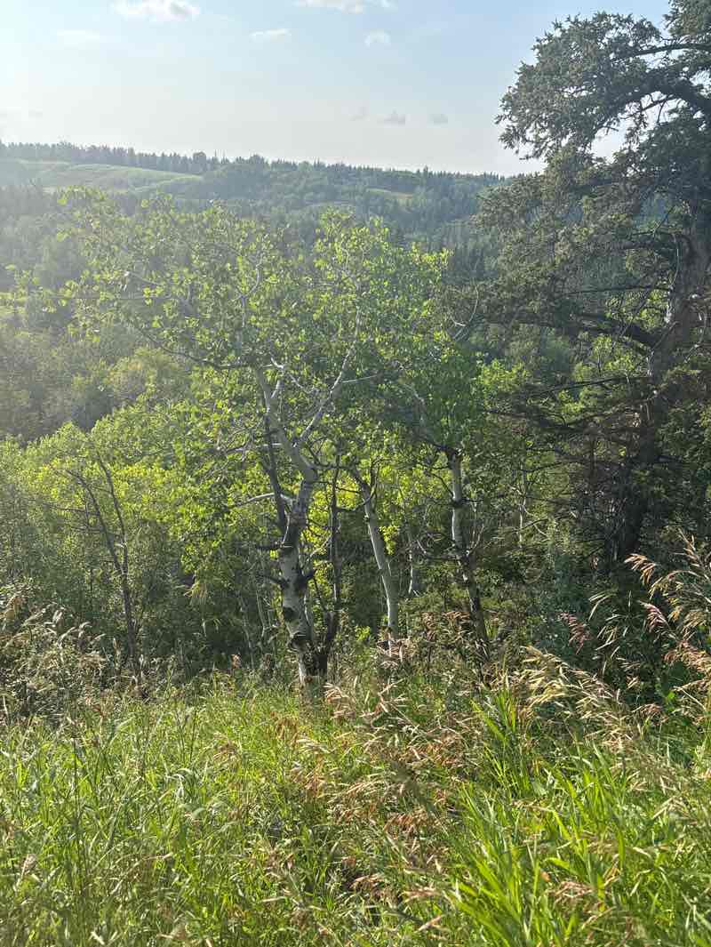 walking near me in Fish Creek Provincial Park in summer