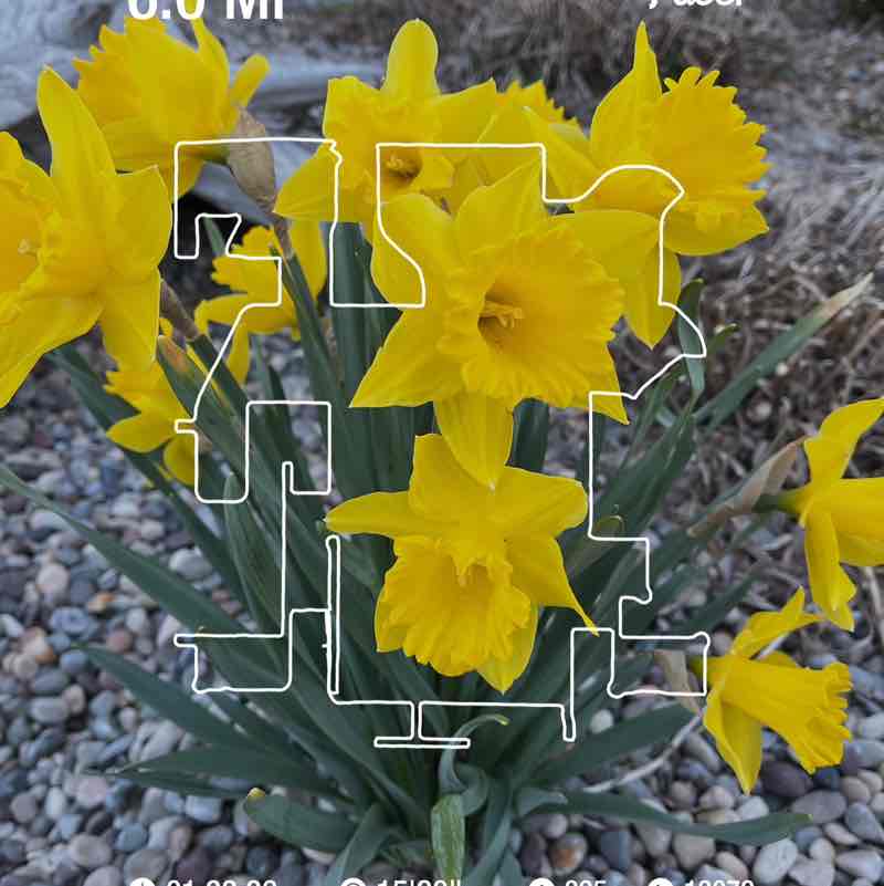 PacerGal57🌷🌱 post 2