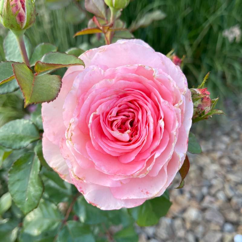 PacerGal57🌷🌱 post 2
