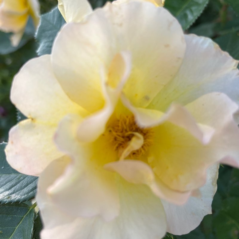 PacerGal57🌷🌱 post 1