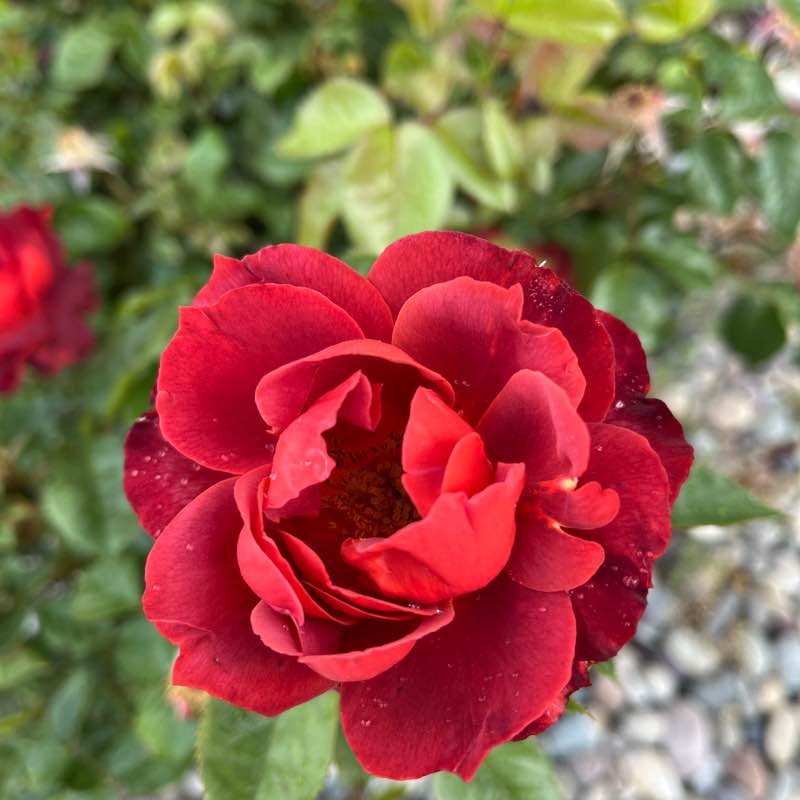 PacerGal57🌷🌱 post 3