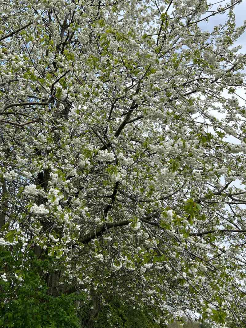 walking near me in Greenlands Park in spring
