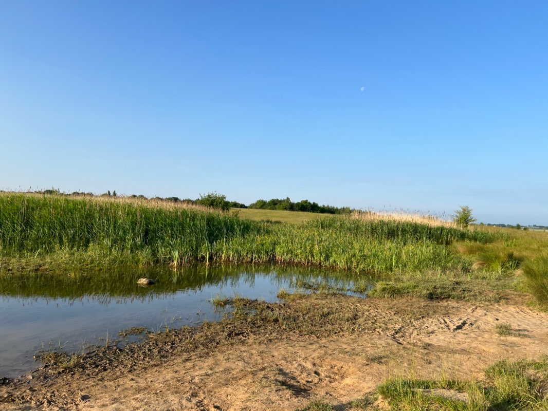 walking near me in Dinnington Community Woodland in summer