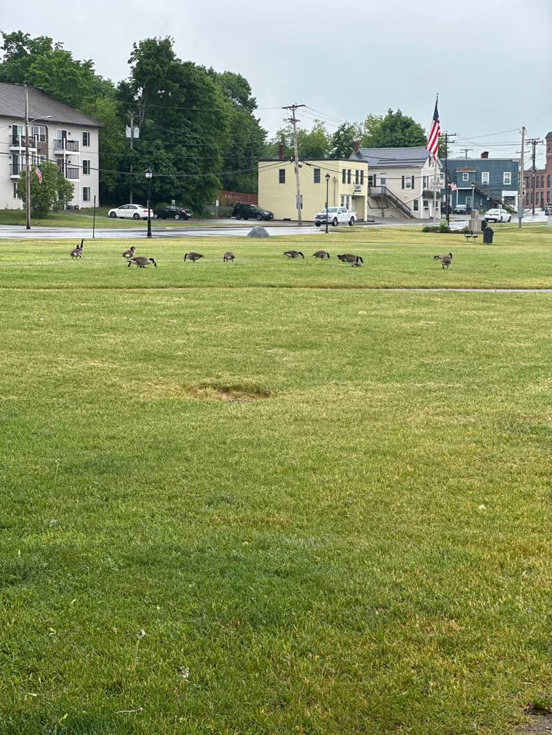 walking near me in Binnette Park in summer