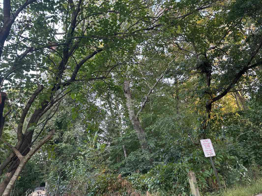 walking near me in Lynbrook Park in autumn