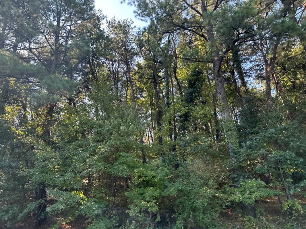 walking near me in Monticello Woods Park in autumn