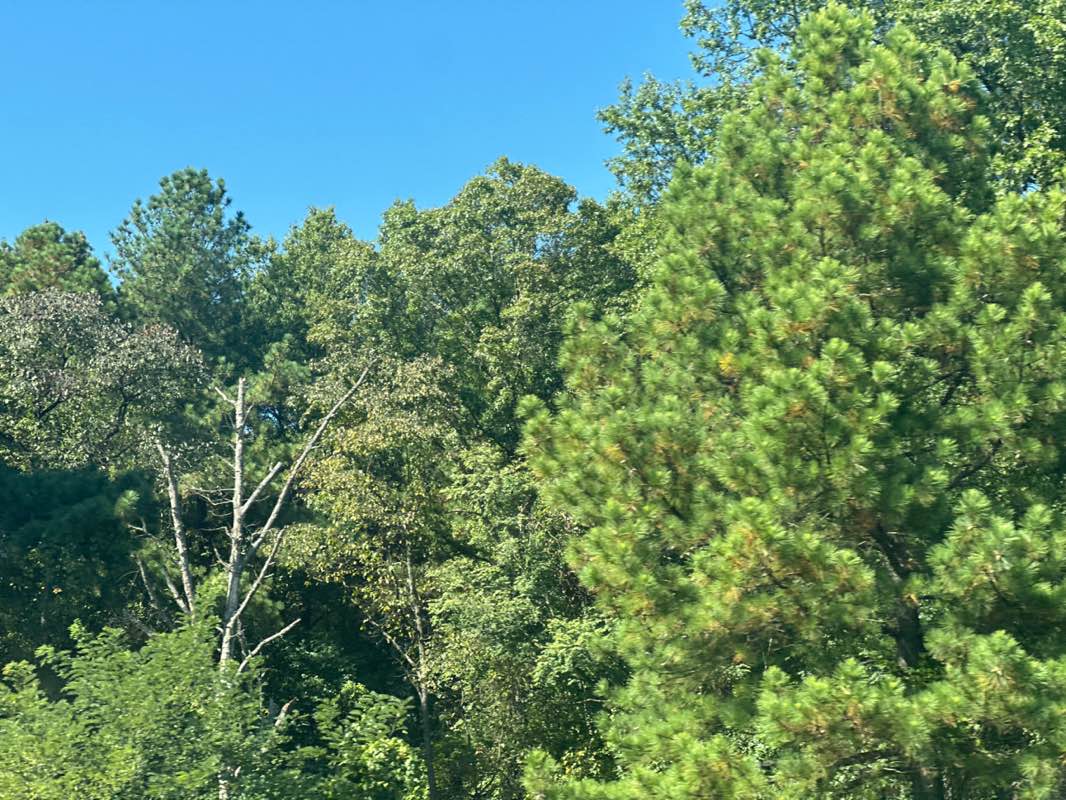 walking near me in Folk Memorial Park in autumn