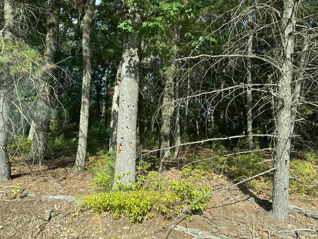 walking near me in Tewksbury State Hospital - Long Pond in autumn