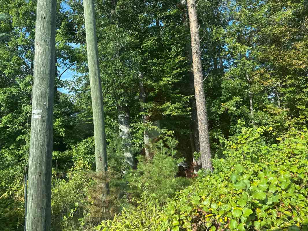 walking near me in Middle Run Stream Valley Park in autumn