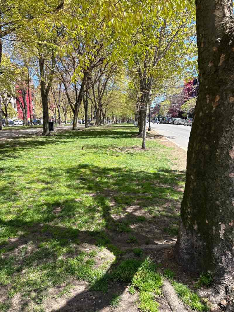 walking near me in Commonwealth Ave Mall in spring