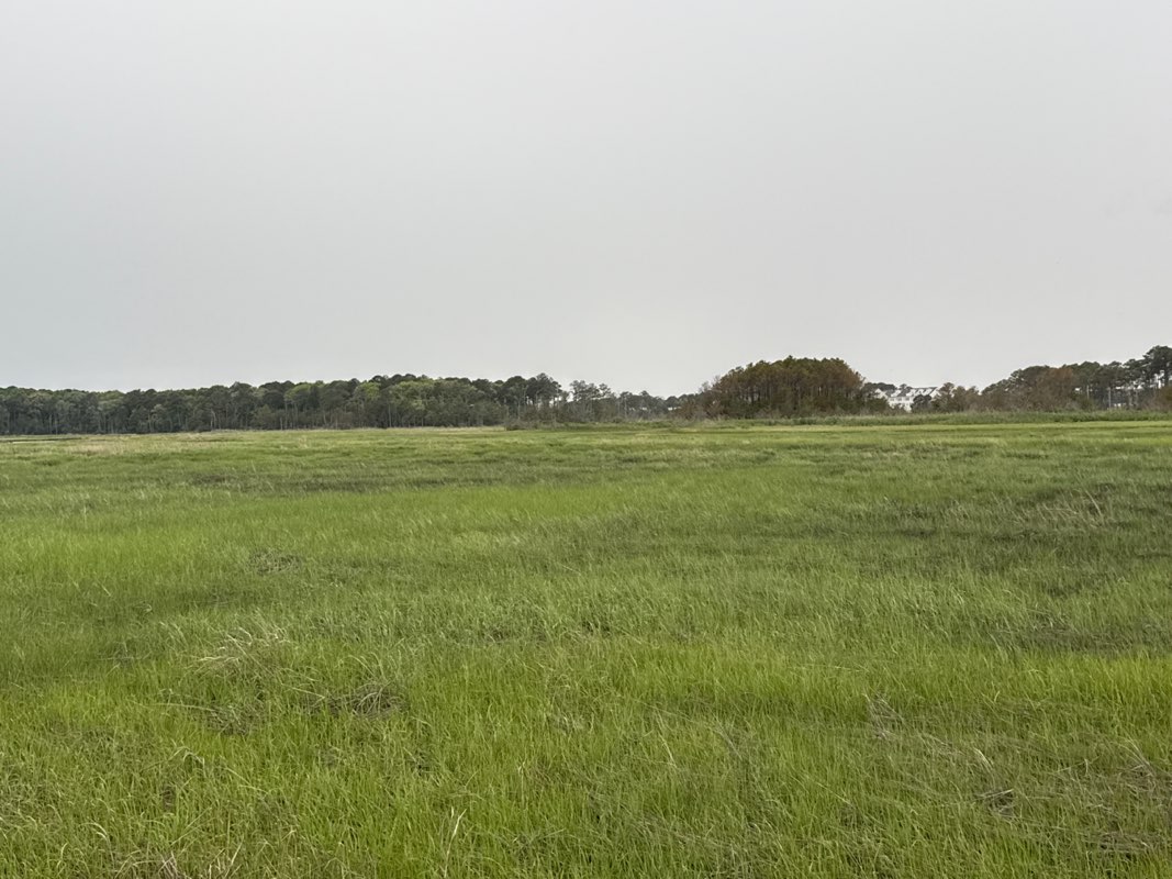 walking near me in Okie Preserve Poplar Thicket Farm in summer