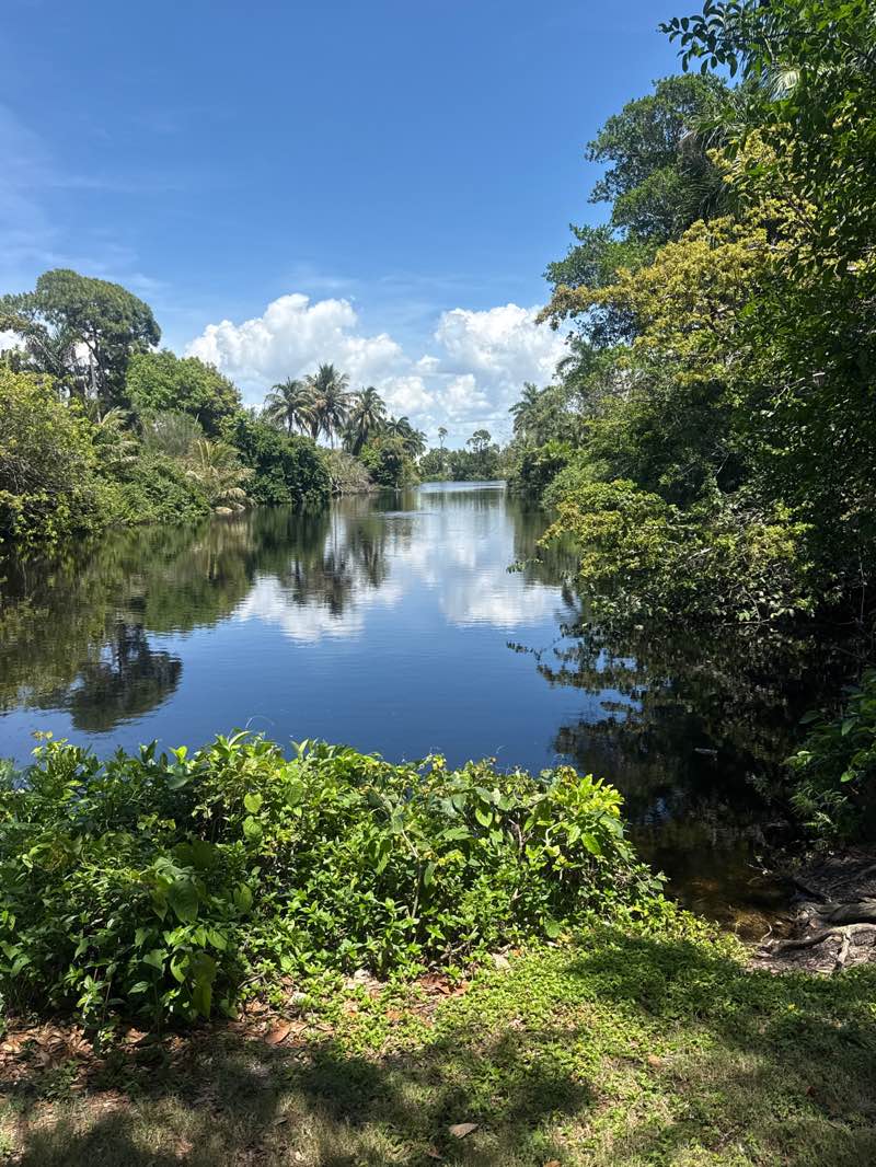 walking near me in Betsy Jones Memorial Park in spring