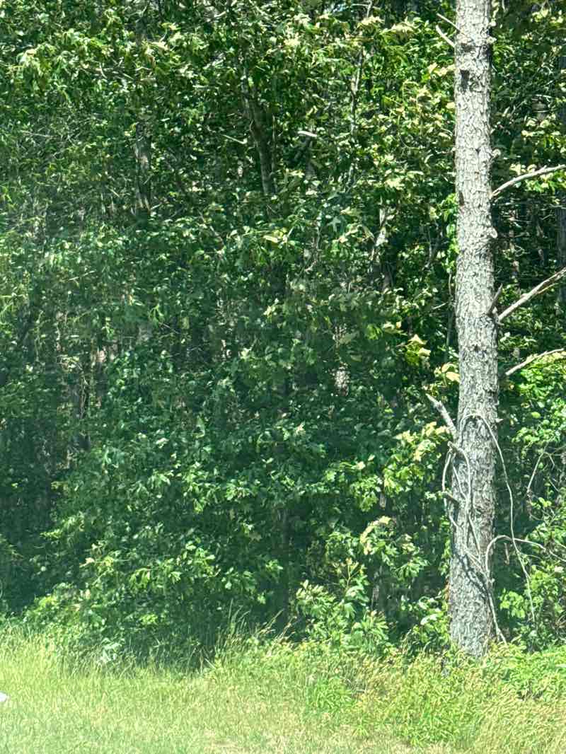 walking near me in Redden State Forest - Long Tract in summer