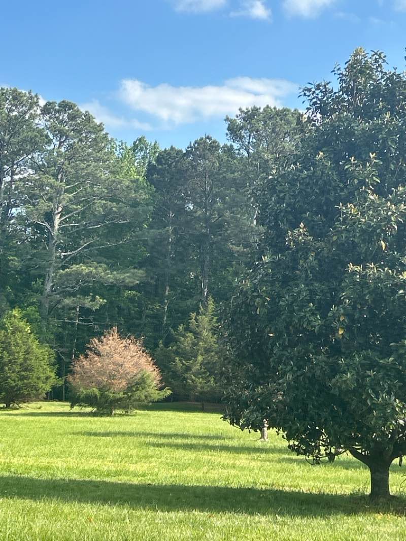 walking near me in Alexander Park in spring
