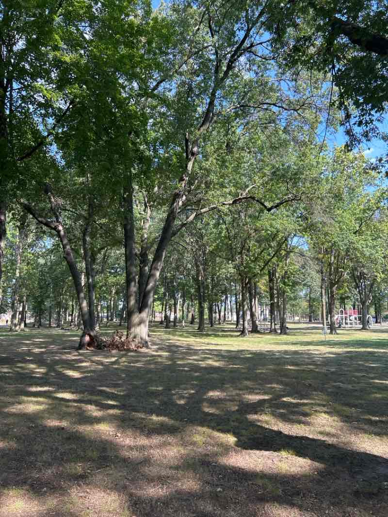 walking near me in Steinhauser Park in autumn