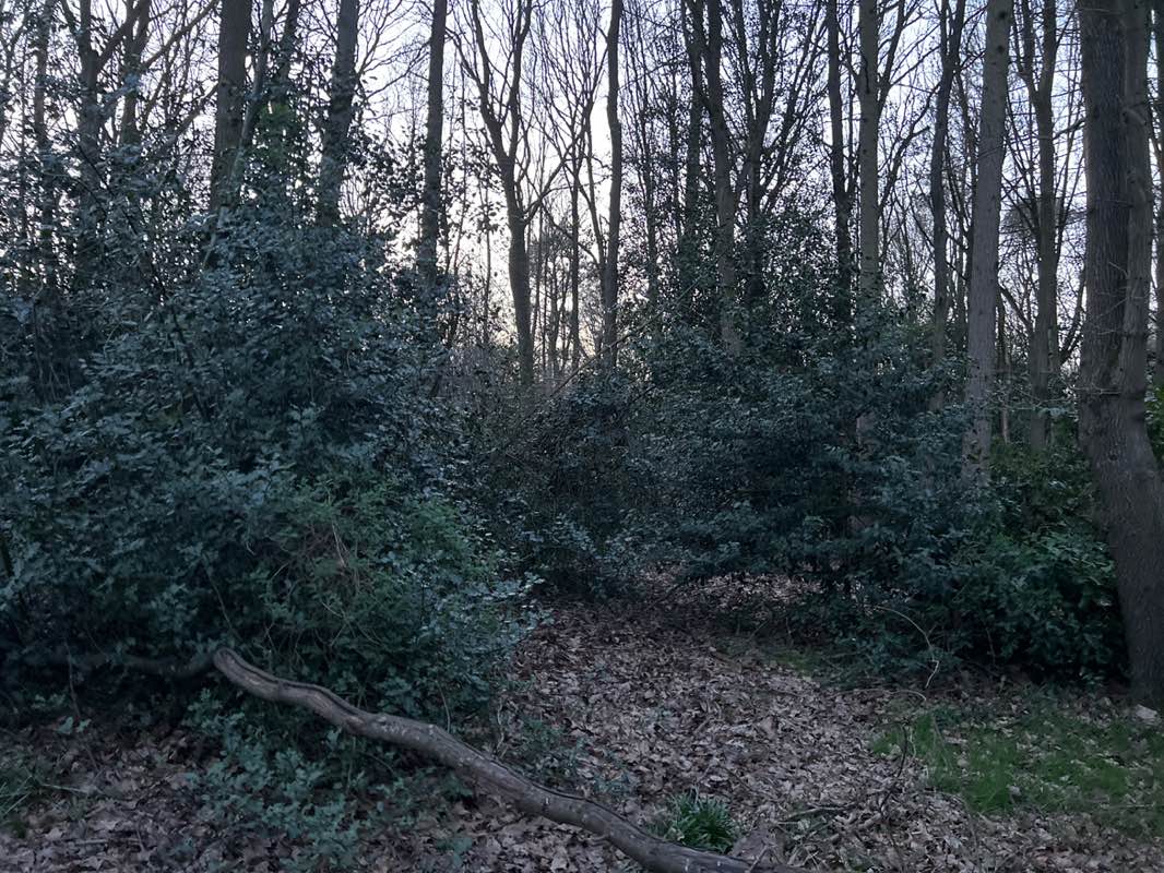 walking near me in Hartshill Hayes Country Park in spring