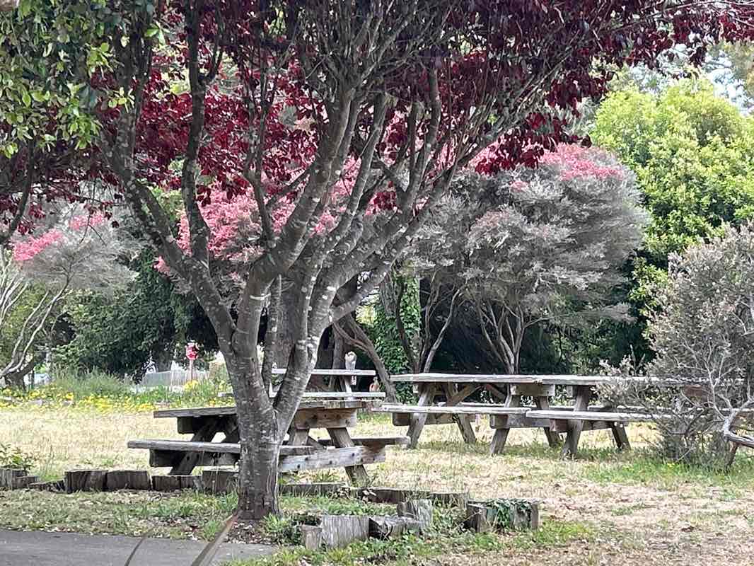 walking near me in Friendship Park in summer