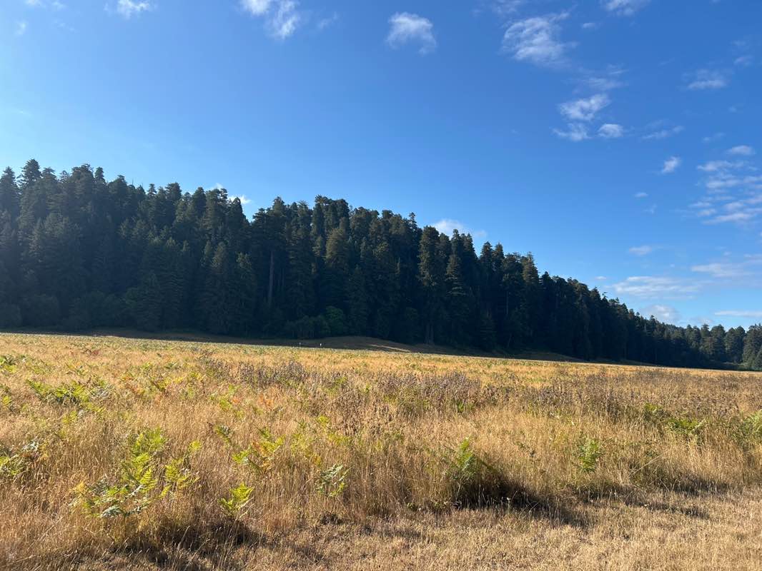 walking near me in Prairie Creek Redwoods State Park in autumn