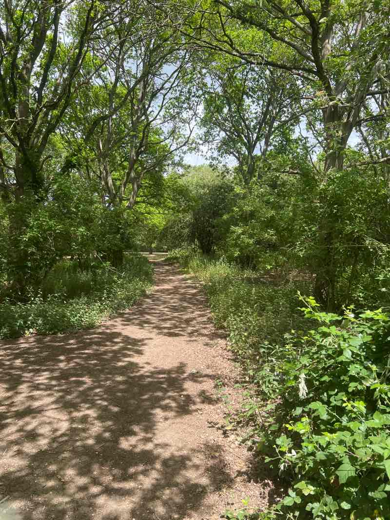 walking near me in Hilly Fields Local Nature Reserve in summer