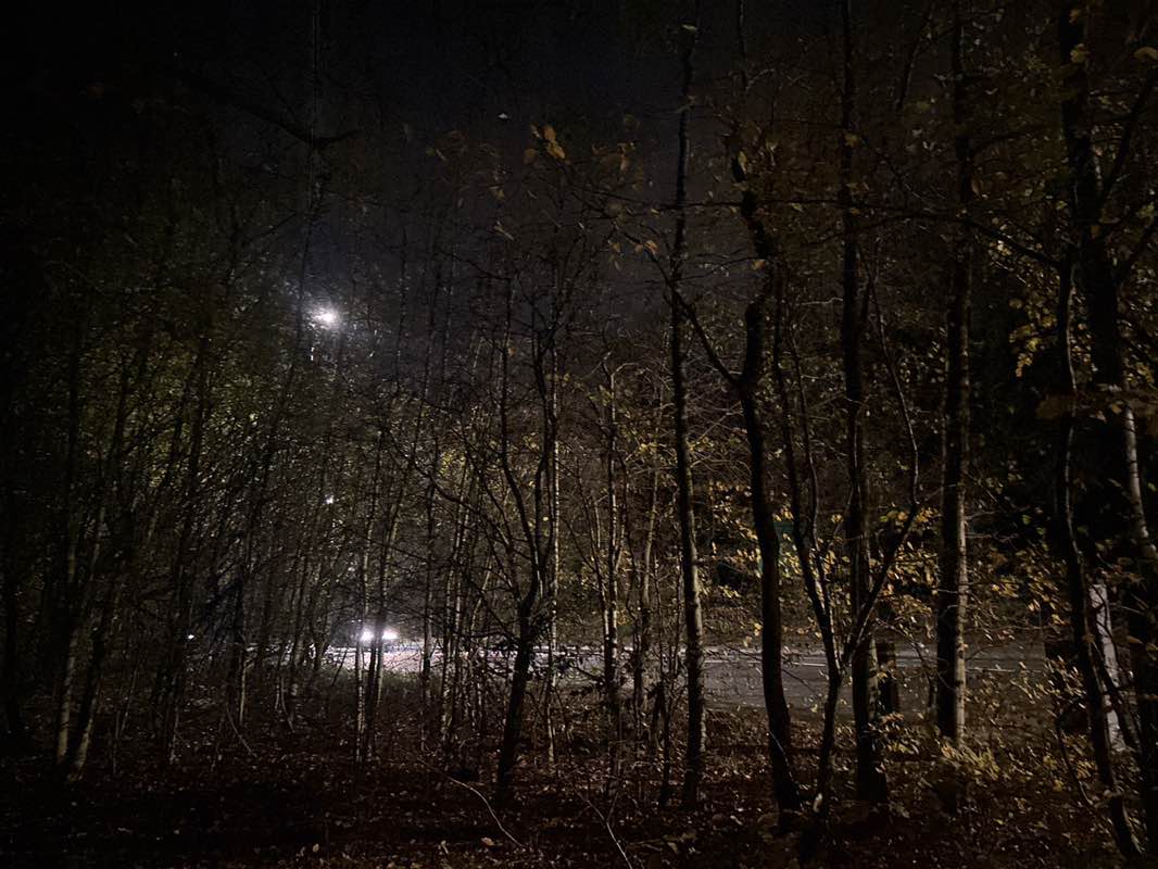 walking near me in Our Wood in autumn