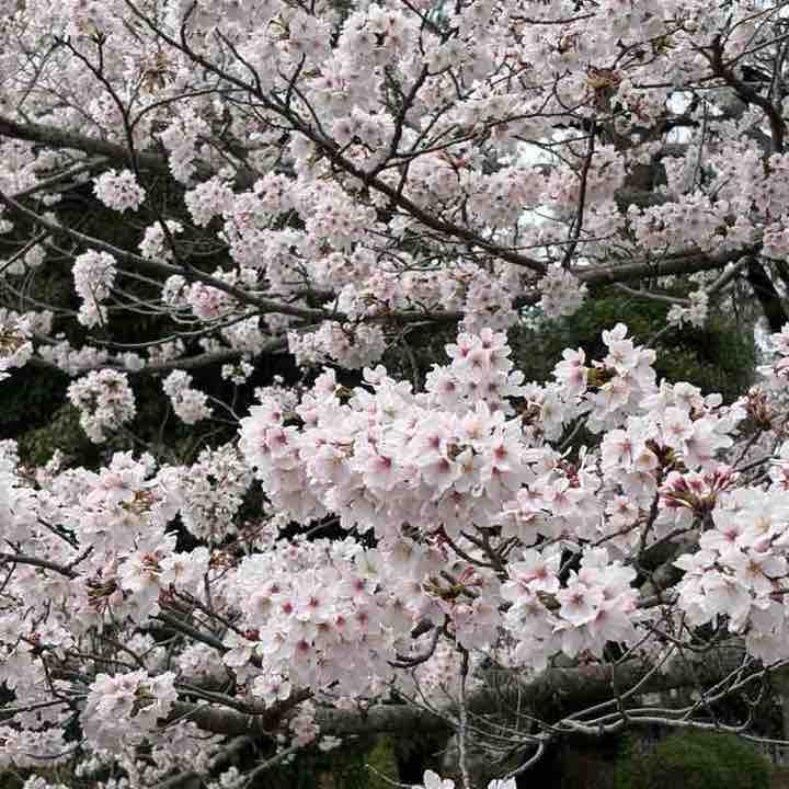 シロクロ post 2