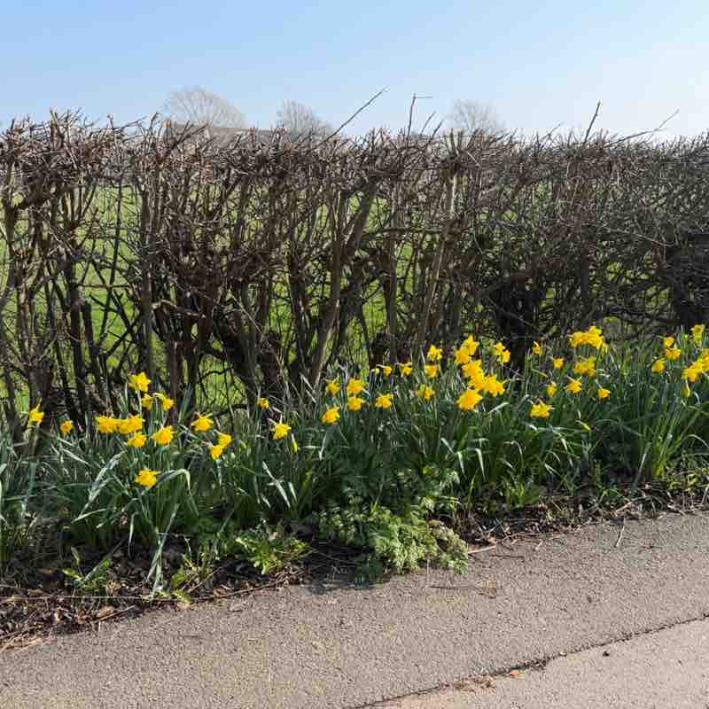 villaboy 1982 post 1